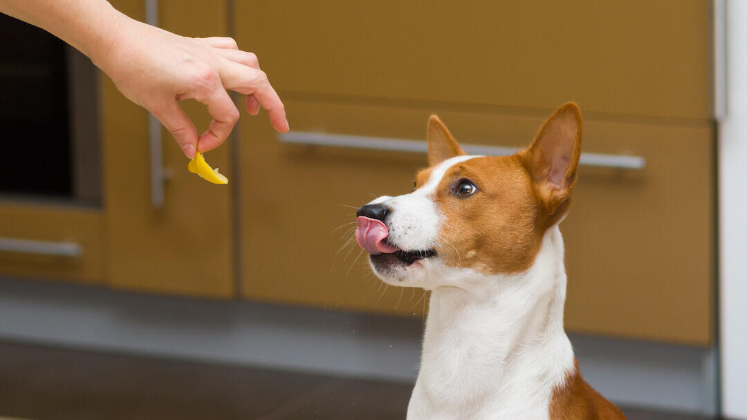 Dog being fed lemon